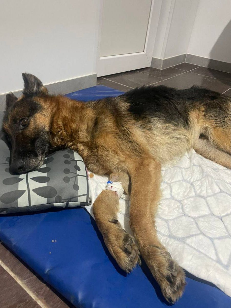 Пса Графа знайшли на вулиці нерухомим 💔