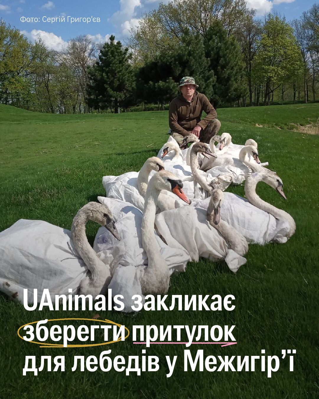 Друзі, ми стежимо за ситуацією довкола прихистку для лебедів у Межигірʼї і вже включилися в справу 🙌