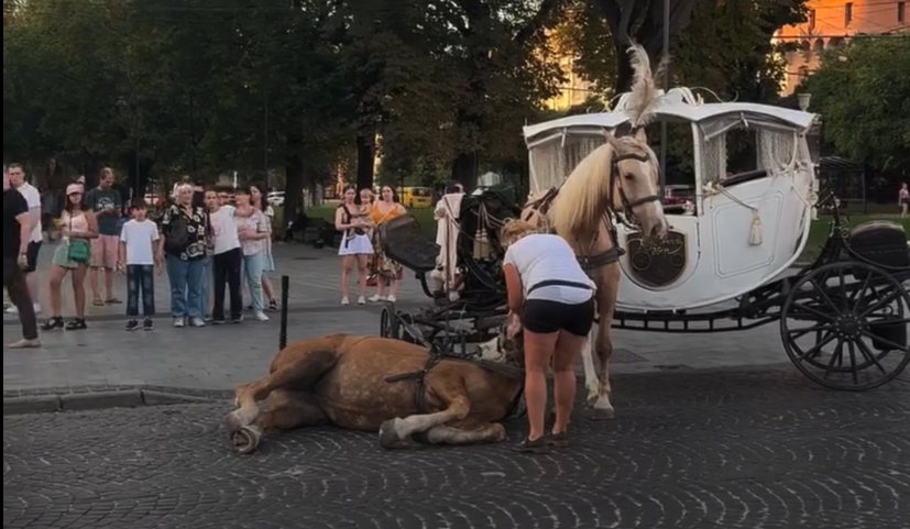 Кінь в упряжці впав у Львові