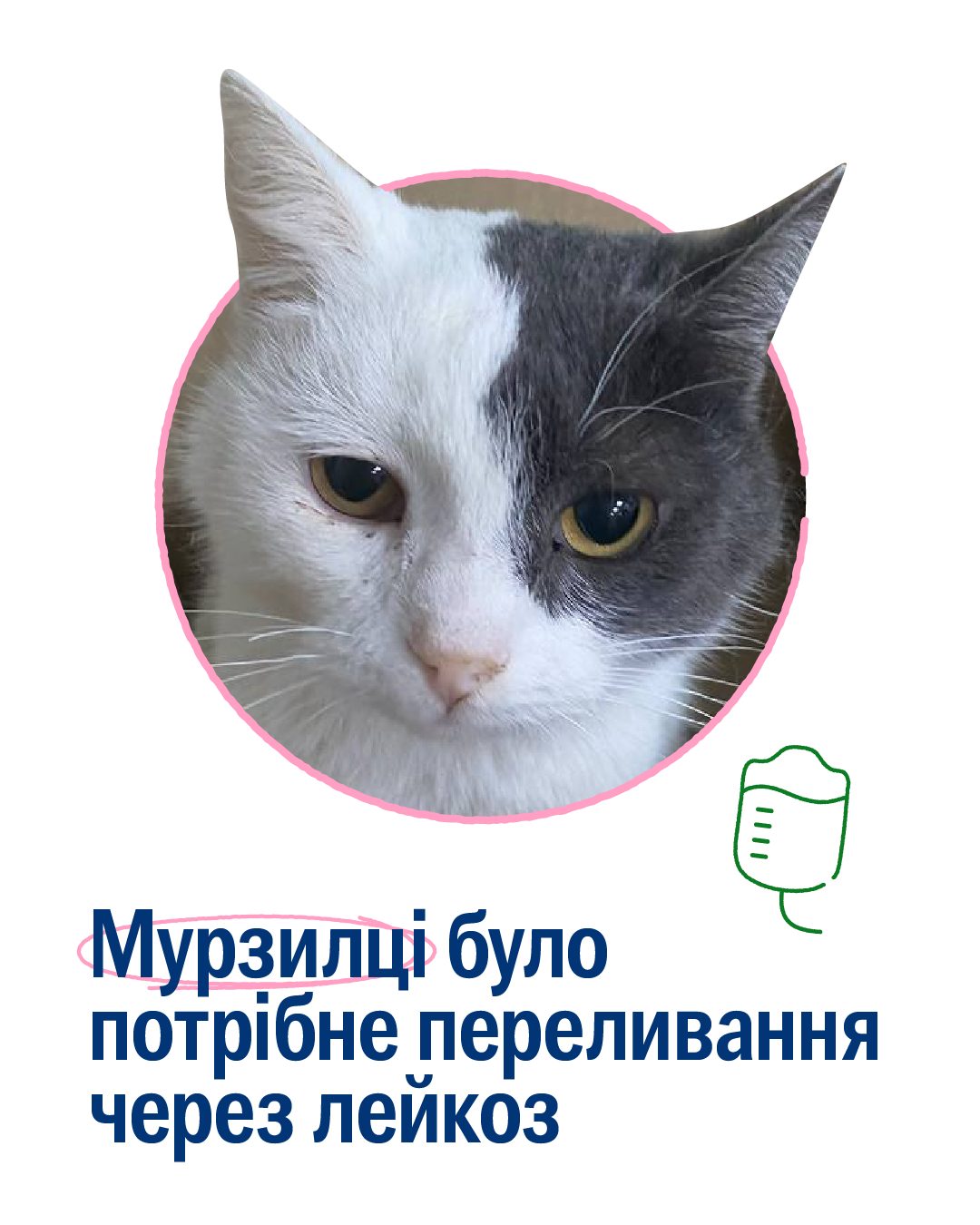 Кіт Каспер врятував евакуйовану кішку з лейкозом