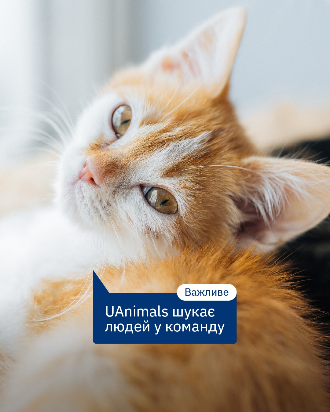 Хочете рятувати тварин разом із UAnimals? 🐶