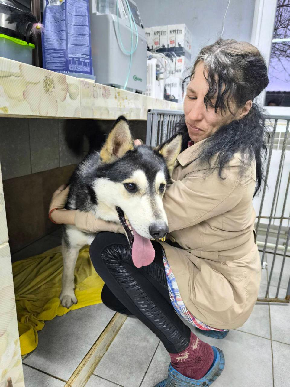 Псові Одіну з Покровська довелося ампутувати лапу 😔