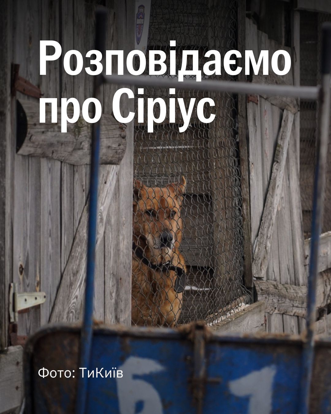❗️Друзі, ми бачимо позначки та коментарі про умови для тварин у “Сіріусі”