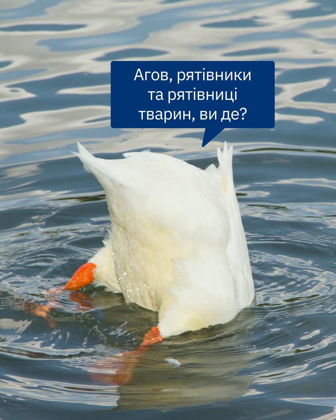 UAnimals шукає людей, які хочуть долучитися до Клубу рятівників тварин