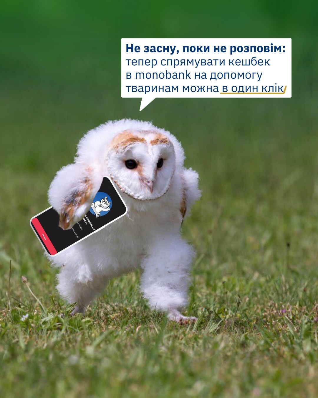 Сови — не ті, ким видаються… 🦉😄