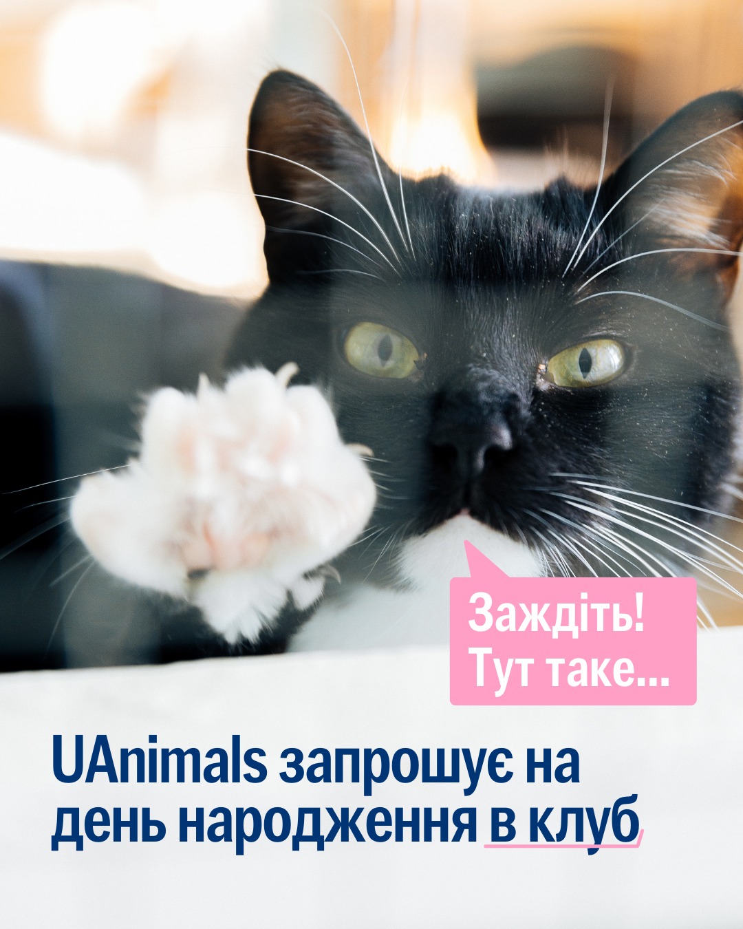 UAnimals запрошує у клуб на свій день народження 💃