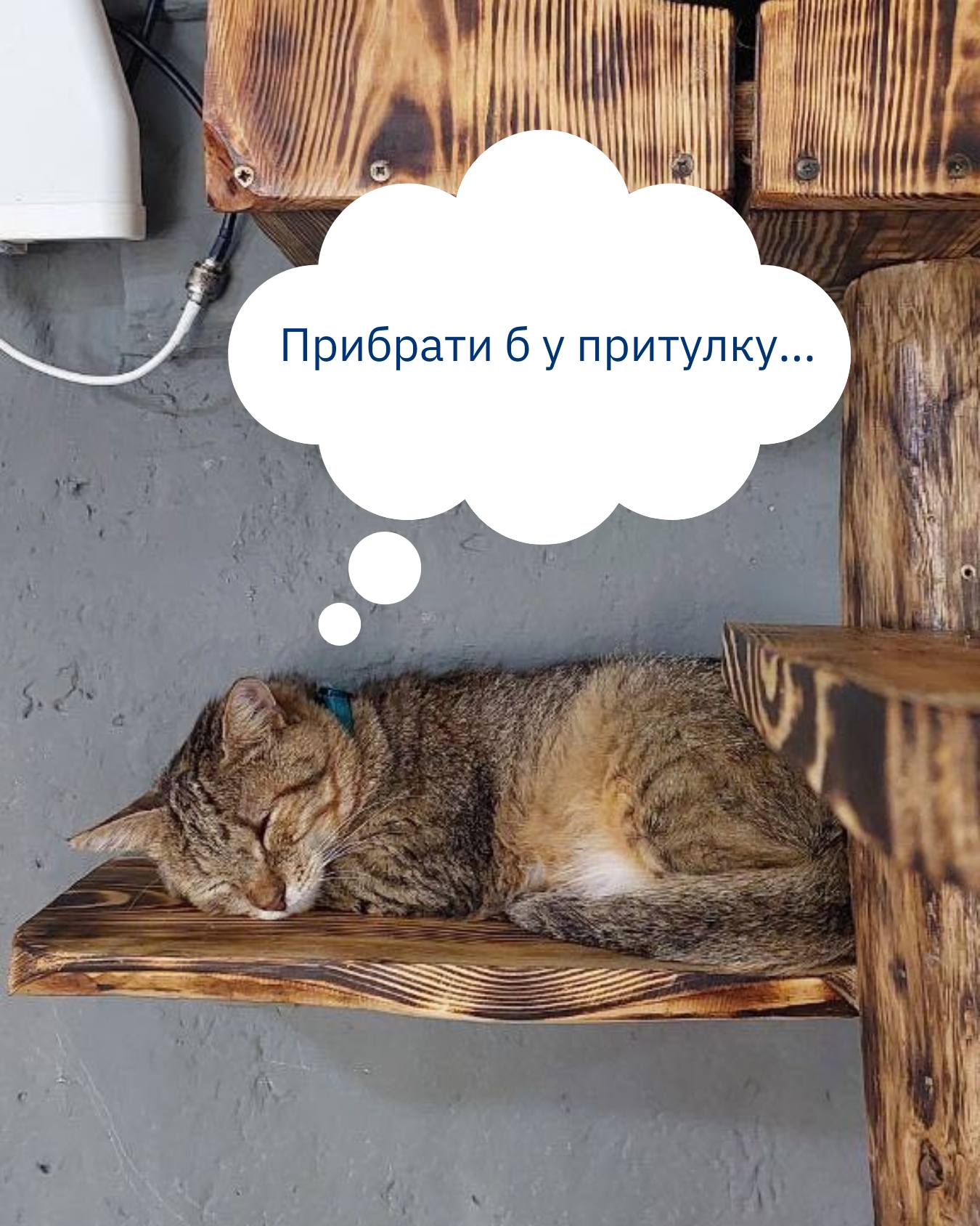 Добре, що волонтерки та волонтери UAnimals мають рукавички 😃