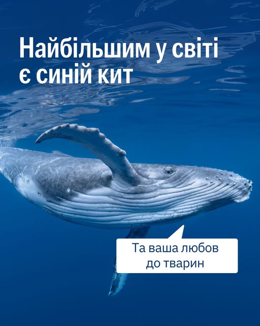 🐋 🐈 Цінуєте кожне життя — від кота до кита?