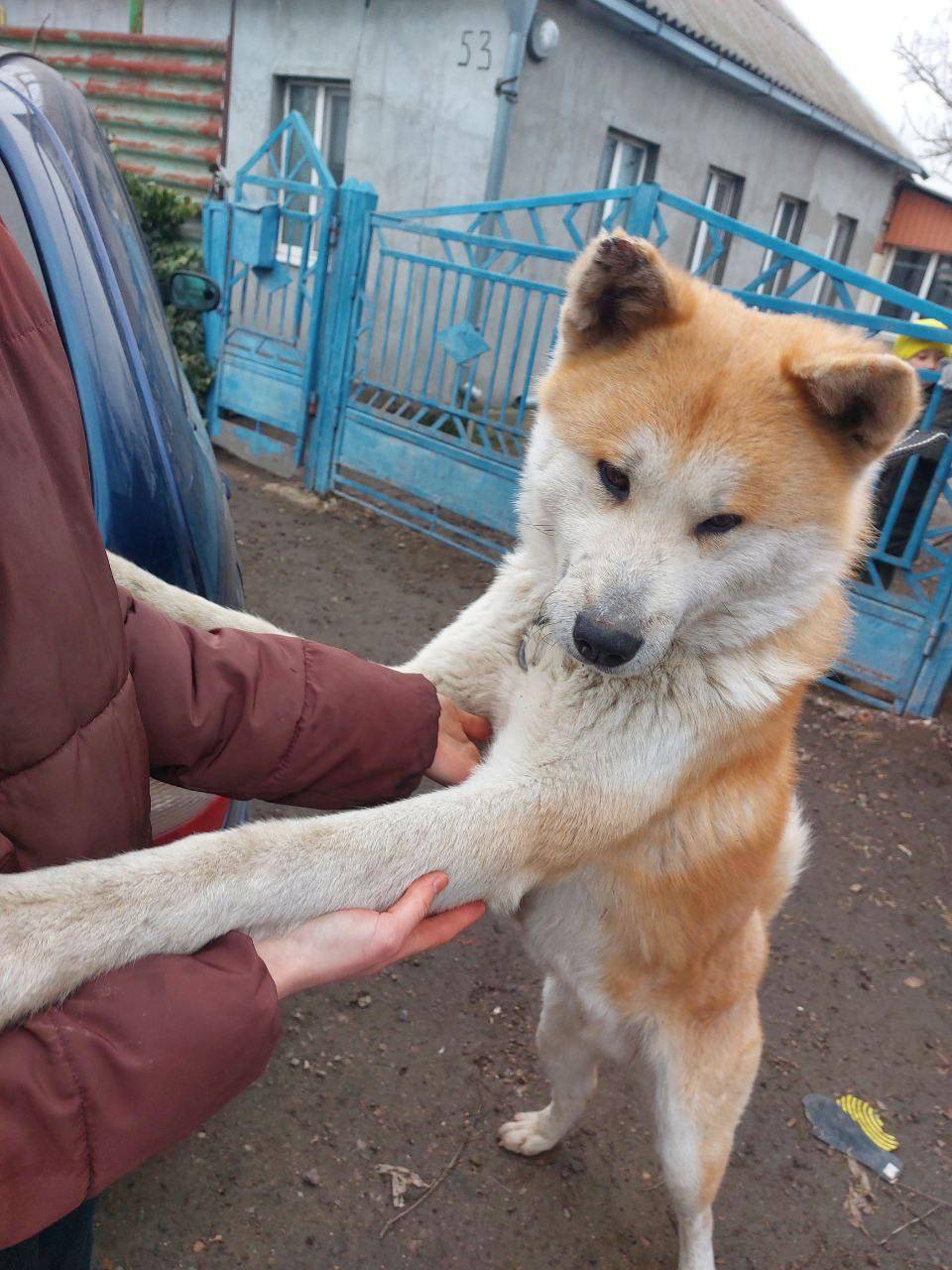 Цього покинутого акіту ми зустріли у Запорізькій області 🐕🥹