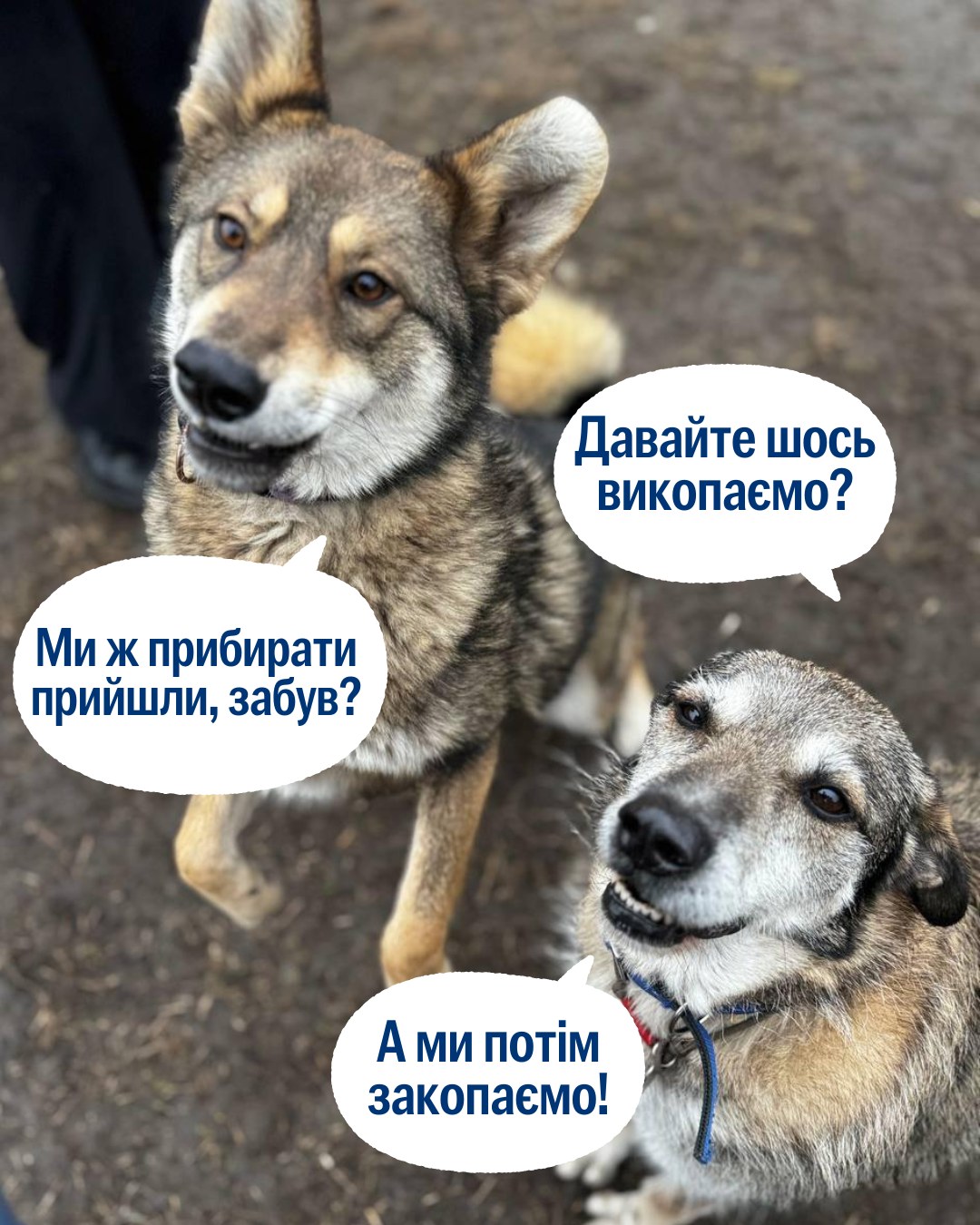 В суботу 15 березня ми прибирали у семи притулках 🧹🧺😻