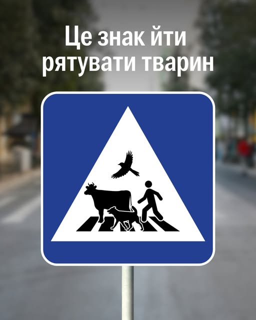 Порушували колись правила дорожнього руху, зізнавайтесь? 🤭