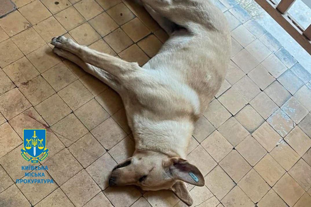 Вбивцю собаки засудили до 7,5 років за ґратами