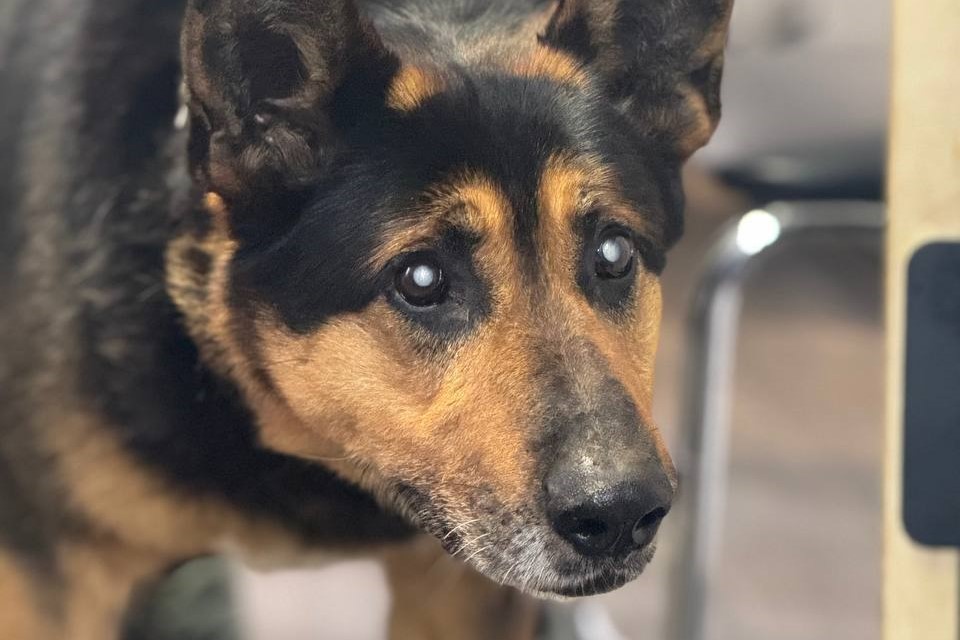 Кривдник собаки в Чабанах подав апеляцію