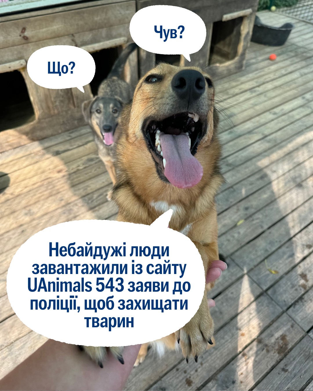 543 заяви до поліції створили користувачі сайту UAnimals з січня минулого року 💪