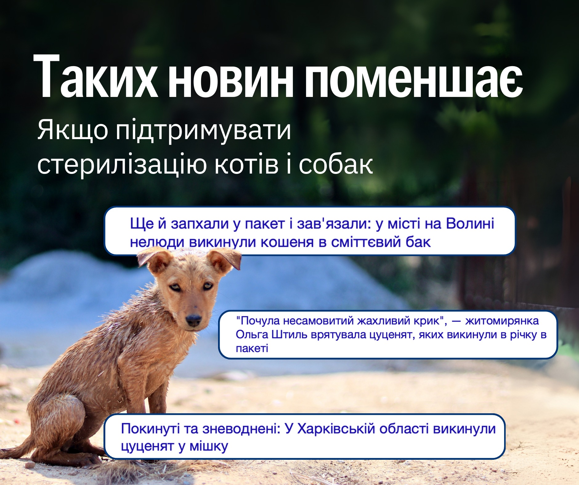 Стерилізувати кішку чи викинути напризволяще її кошенят?