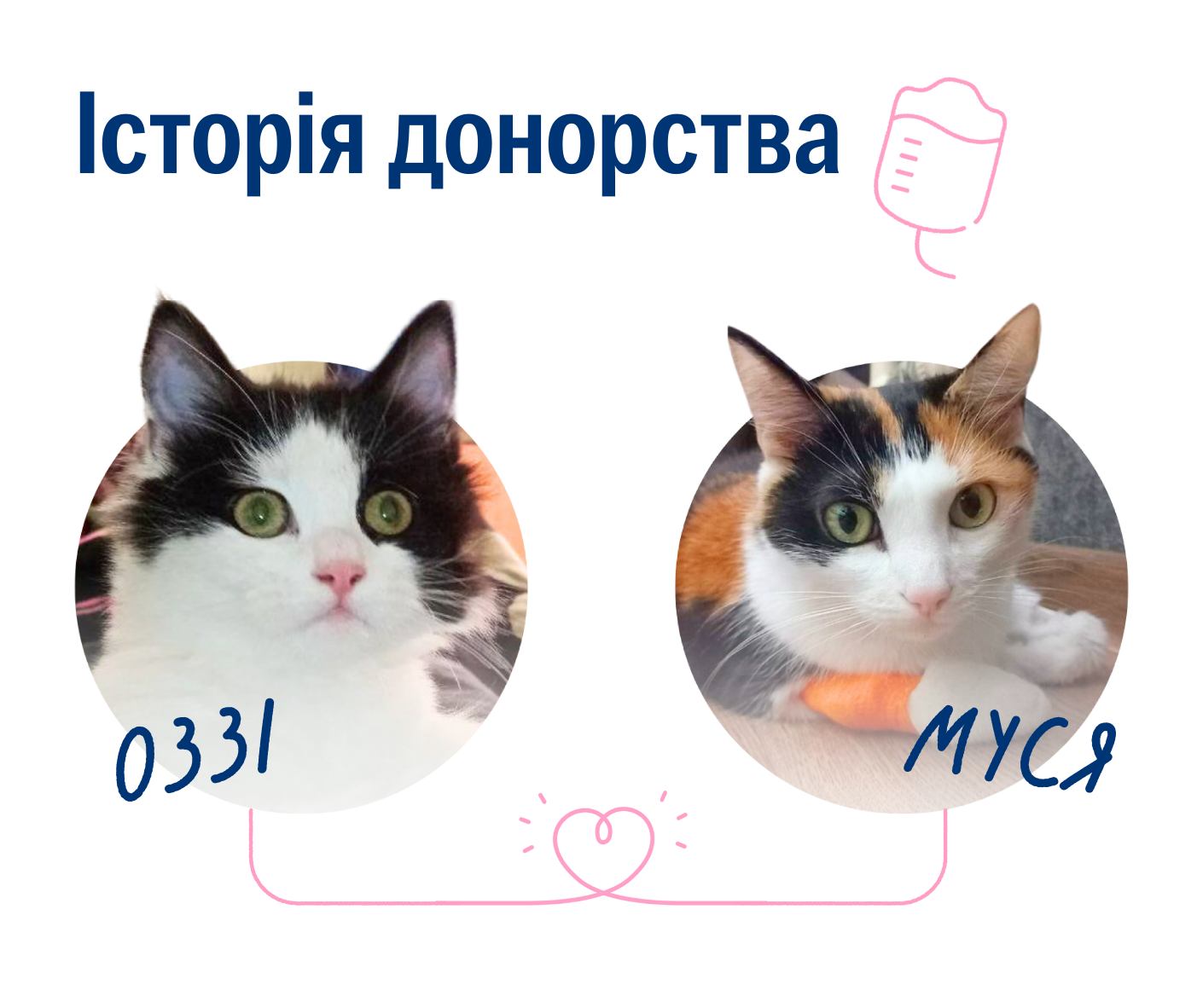 У Вінниці кішку Мусю врятували завдяки Платформі донорства UAnimals 😊