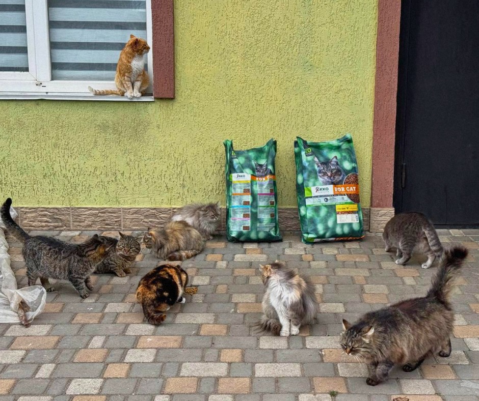 За 2 тижні волонтерки UAnimals подбали про понад 600 тварин 💛