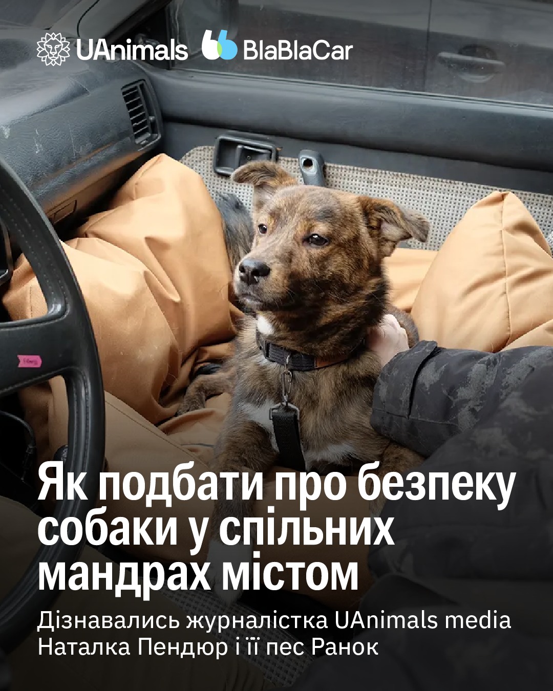 🦮 А ви всюди буваєте в місті разом із тваринами?