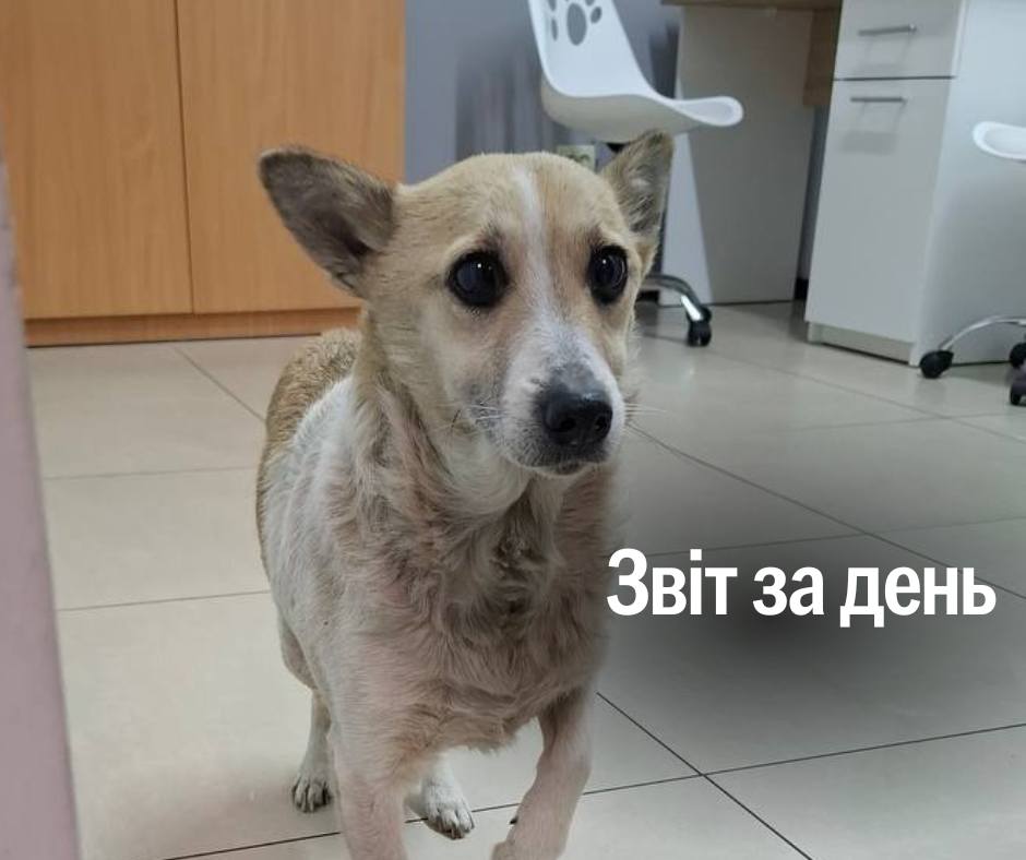 📌 1,135 день повномасштабного вторгнення