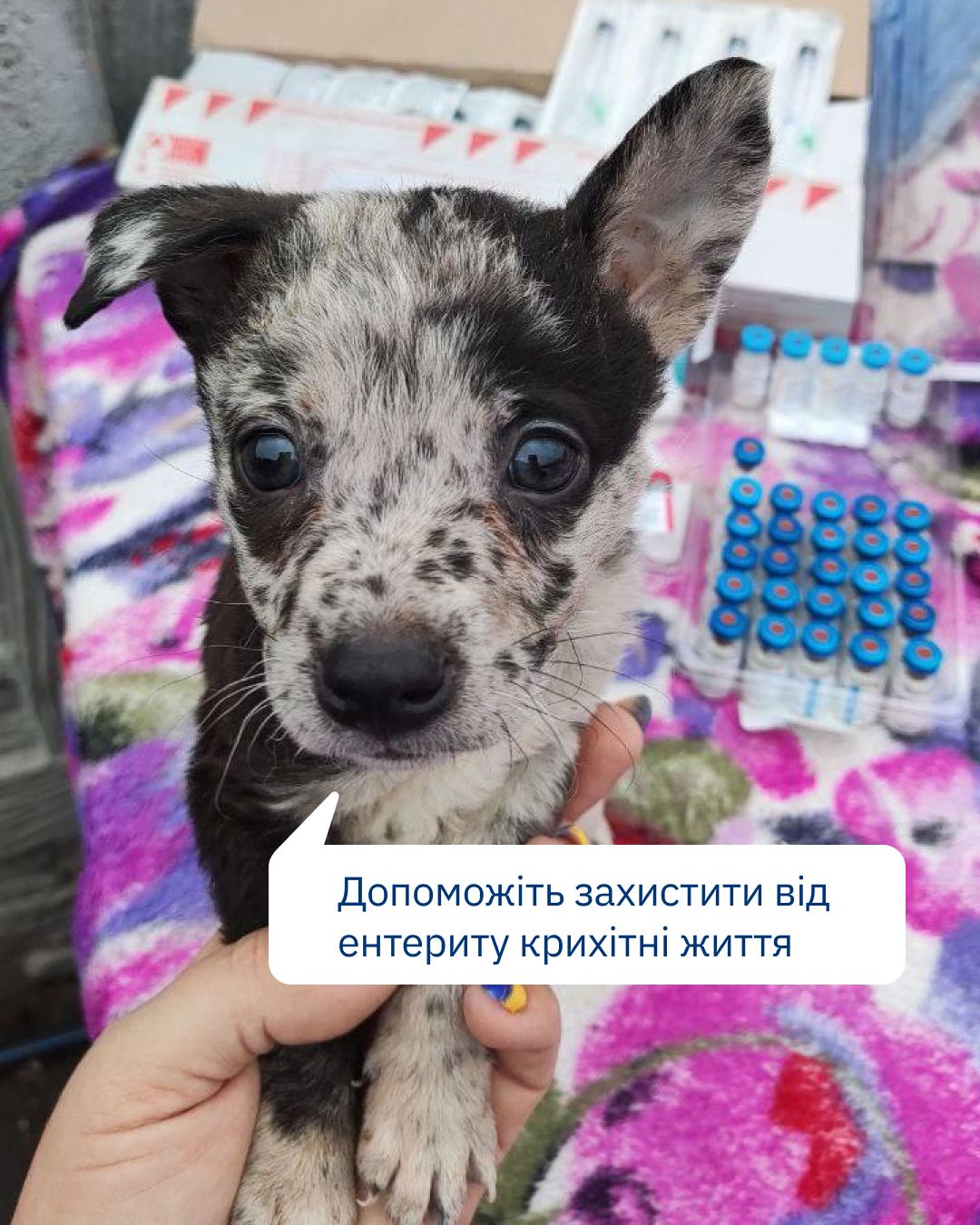 “Прошу закупити ліки, які рятують життя”, — написала нам очільниця притулку “Зоосімʼя” ❤️‍🩹
