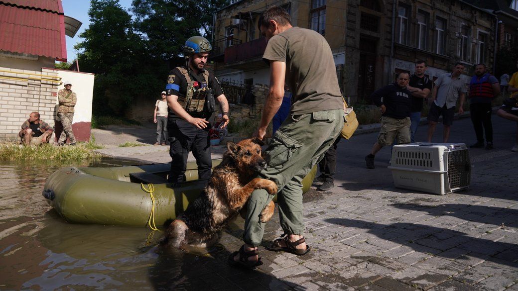 Померла Багіра — вівчарка, врятована з води після Каховської трагедії 💔