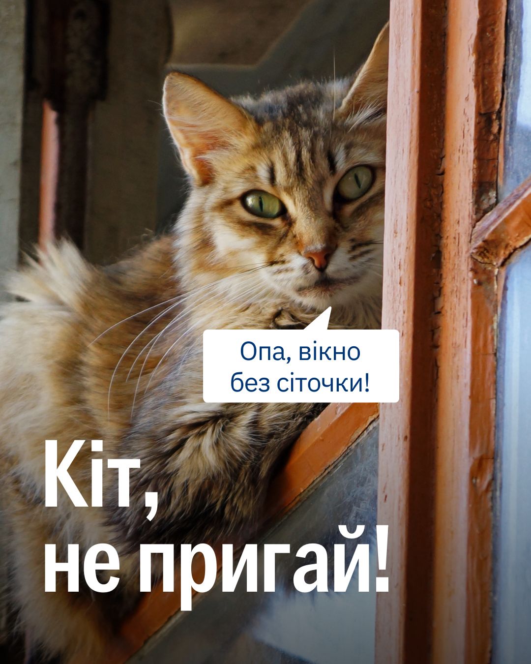 Як оператор з відомого відеомему кажемо котові: “Не пригай” 😄