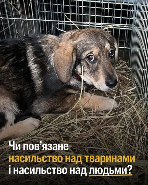 Чи пов’язане насильство над тваринами і насильство над людьми?