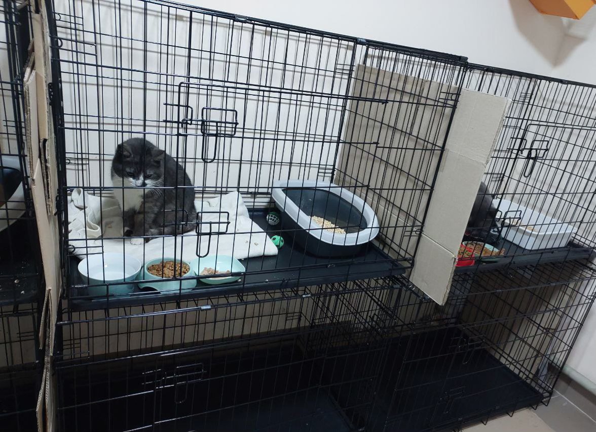 💥UAnimals закупили в притулки 16 переносок та 24 клітки для евакуації тварин