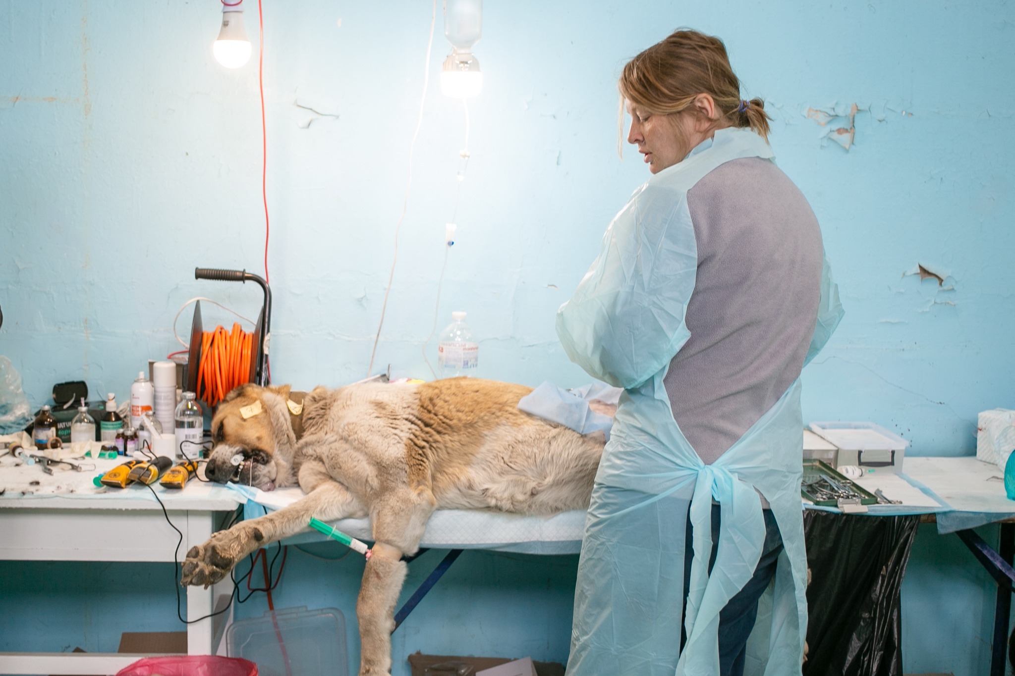 UAnimals четвертий день лікує тварин у ветмісії в Запорізькій області