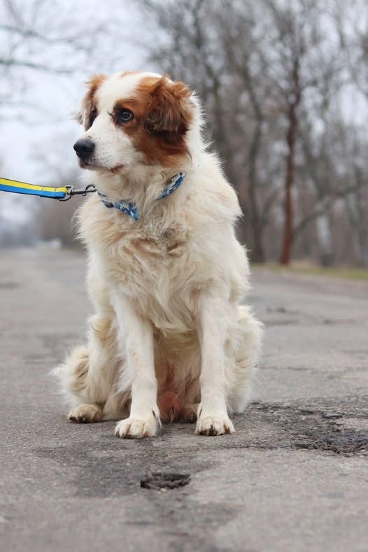 Пес Мішка виживав серед розбитих прилавків на базарі Мирнограду 🐕🏚💔