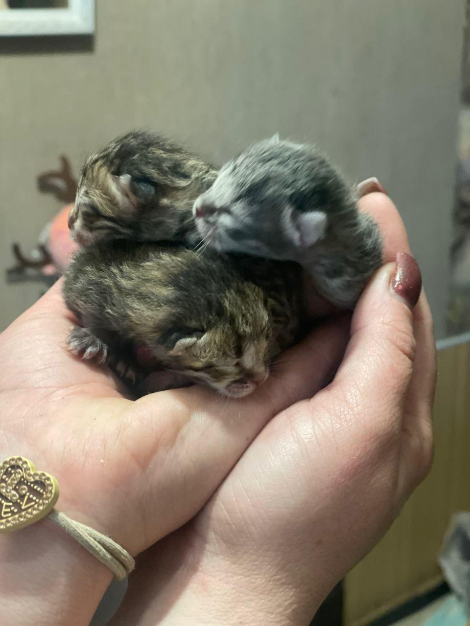 Цих кошенят завʼязали у пакет і викинули на смітник 🥺💔
