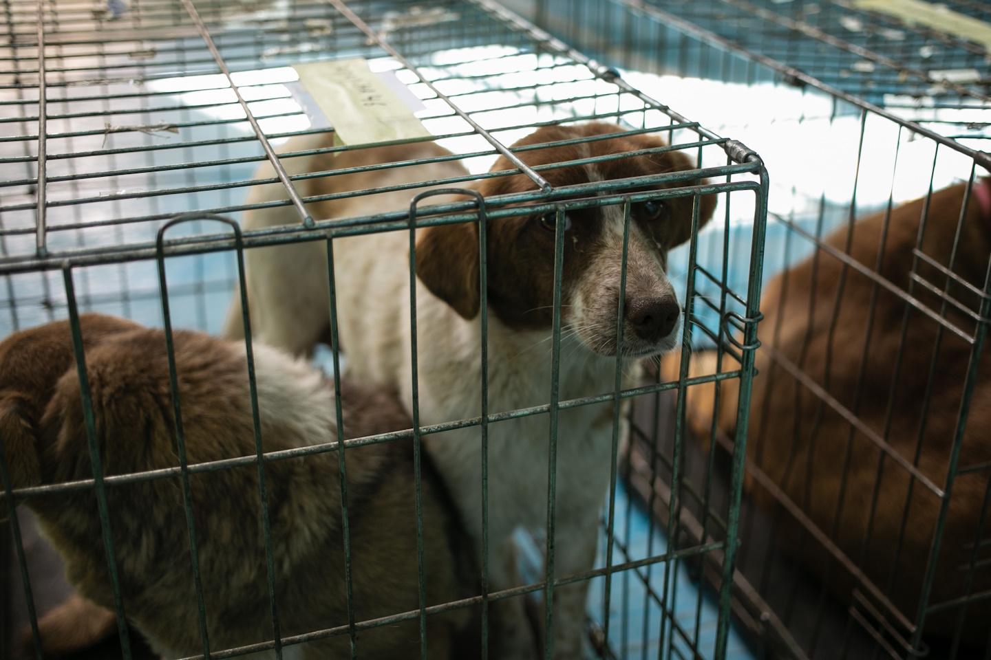 На Харківщині стартувала дев’ята ветеринарна місія UAnimals