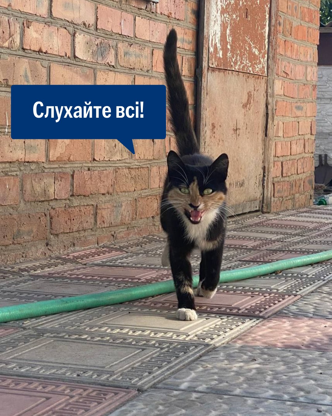 Барсік — добра душа і готовий розповісти навіть собакам, що приїхав корм 🤭