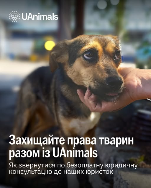 Побачили жорстоке поводження з твариною і хочете її захистити?