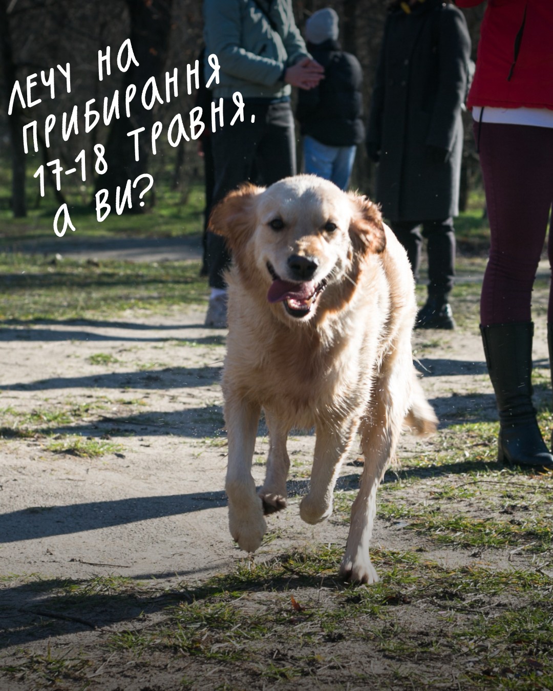 Пес поспішає на прибирання, а ми біжимо до вас із подробицями 🤗