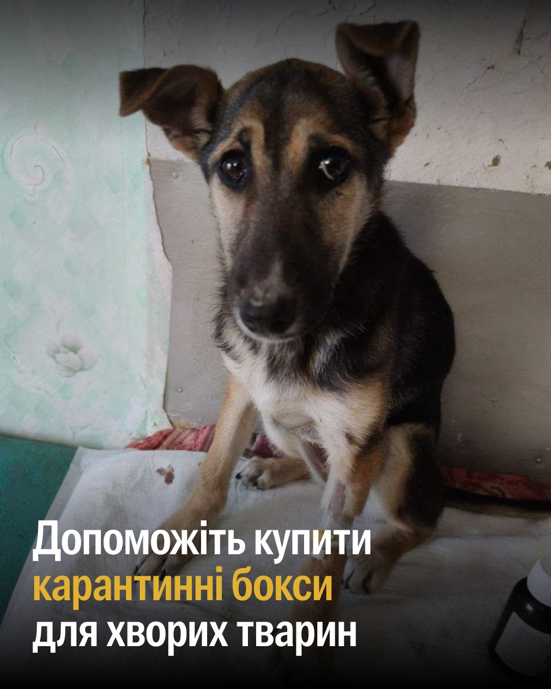 Це собака Челсі, й вона ледве поборола ентерит 🙏