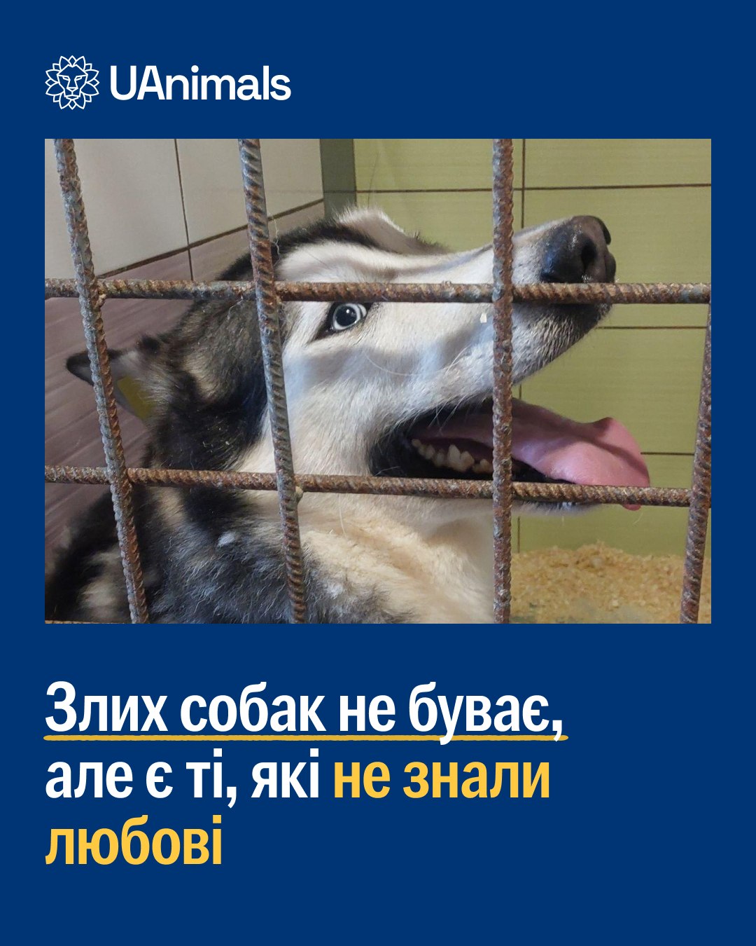 “Обережно, злий пес!” 🚫