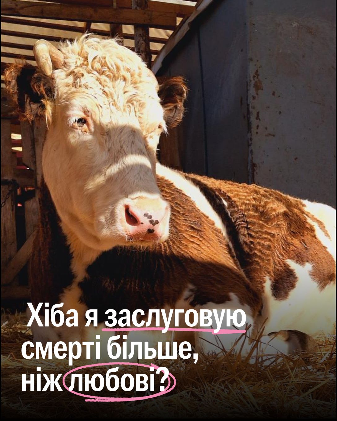 Допоможіть подбати про врятованих із бійні тварин 🐄