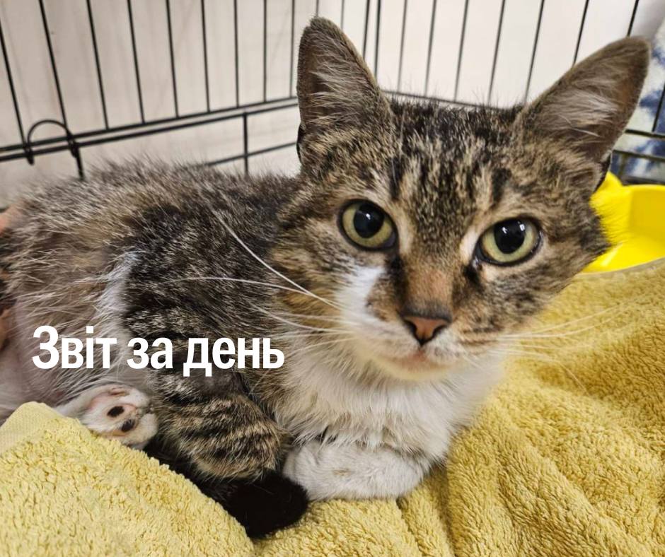 📌 1 184 день повномасштабного вторгнення
