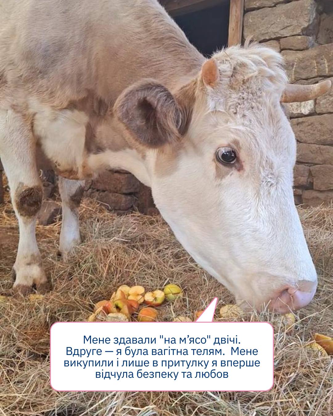 Допоможіть подбати про врятованих від жорстокої смерті тварин 🐄