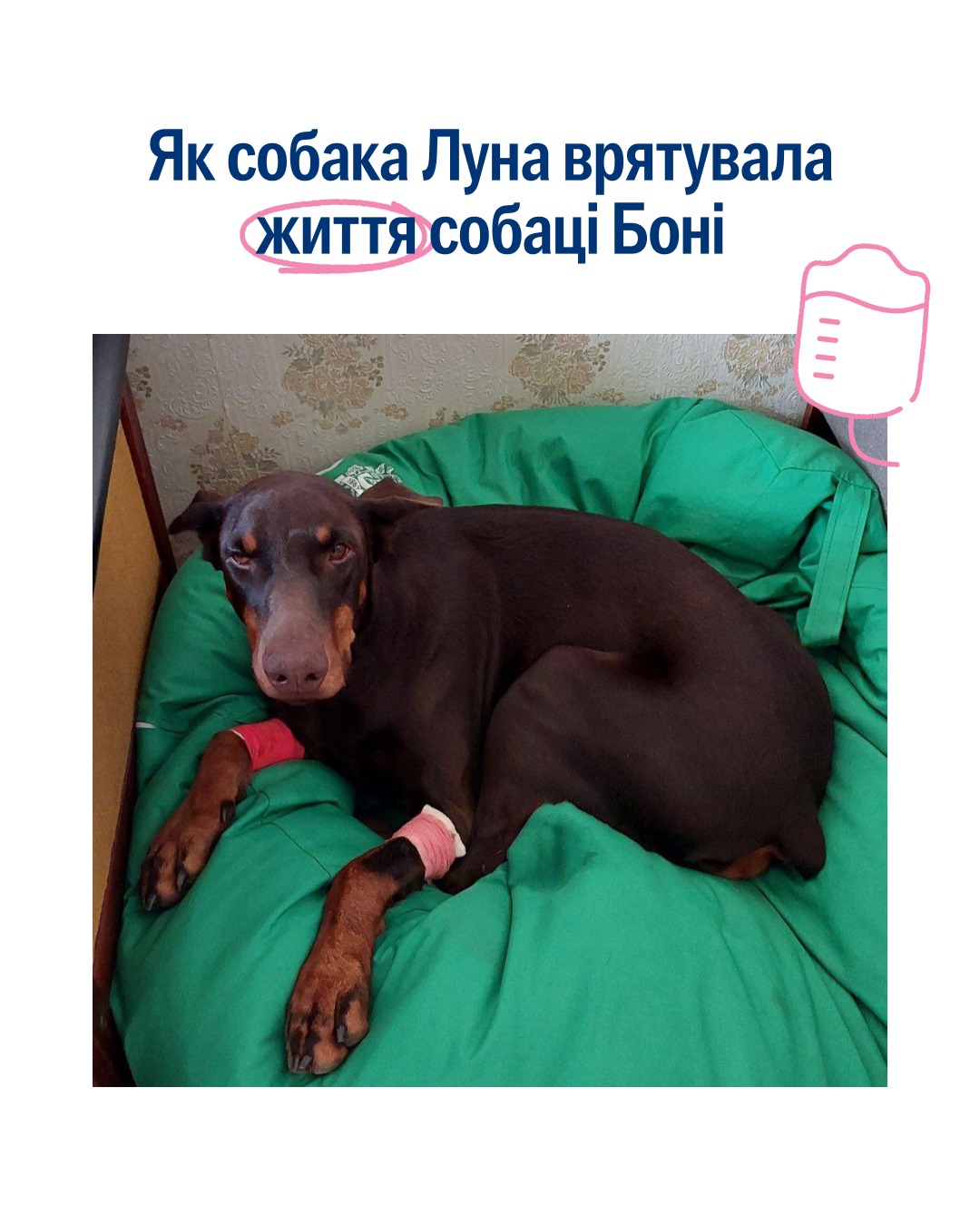 У Львові собака Луна стала доноркою крові для пса Боні та врятувала йому життя 🐕 🩸