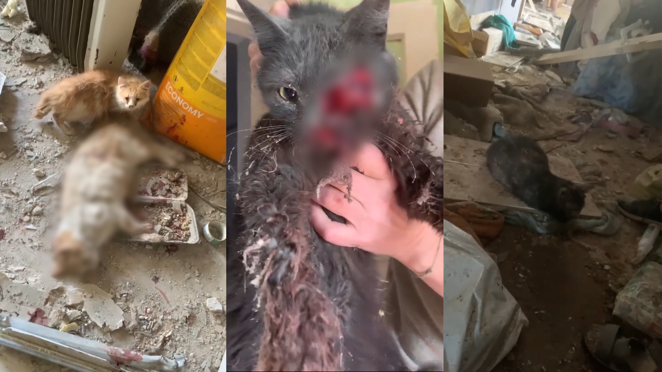 Росіяни влучили в місце перетримки тварин у Херсоні — UAnimals оплатить лікування постраждалих котів і собак