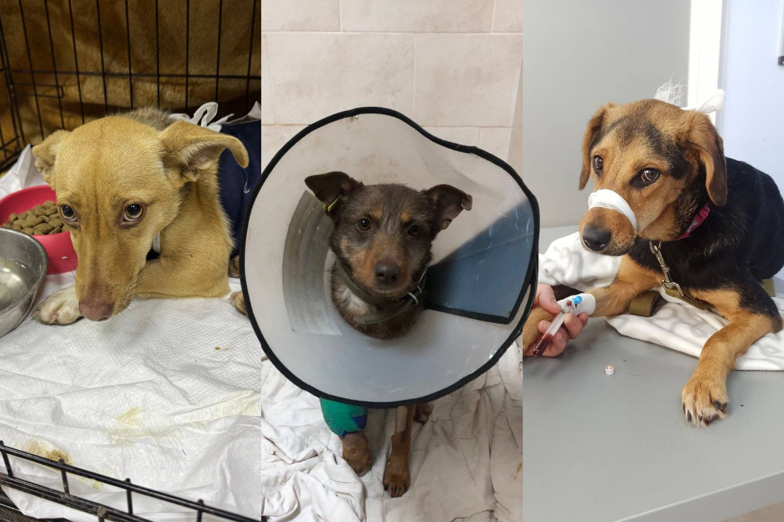 тварини з пораненнями