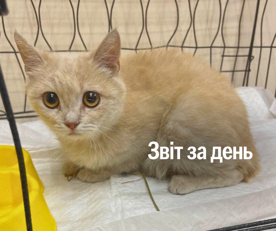 📌 1 196 день повномасштабного вторгнення