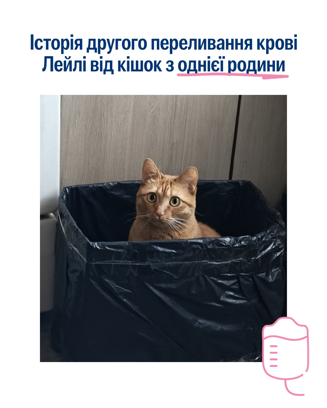 Лейлі вдруге врятували життя кішки з однієї родини 💓