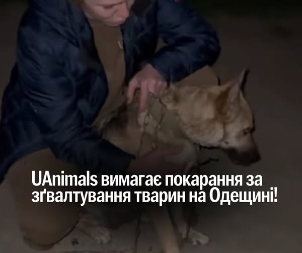 📌 UPD: Поліція затримала зловмисника на 60 діб. Дякуємо кожній і кожному, хто долучився до розголосу. Стежимо за справою далі