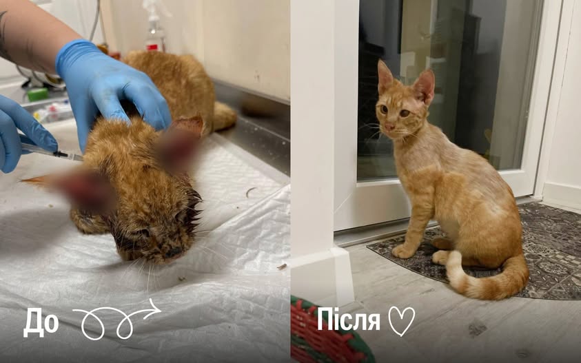 “Цей кіт пройшов пекло”, — кажуть про Ареса в притулку “Отримай друга” 🥺🐈