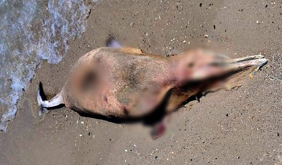 ⚠️ На узбережжі Одещини знайшли мертвого дельфіна