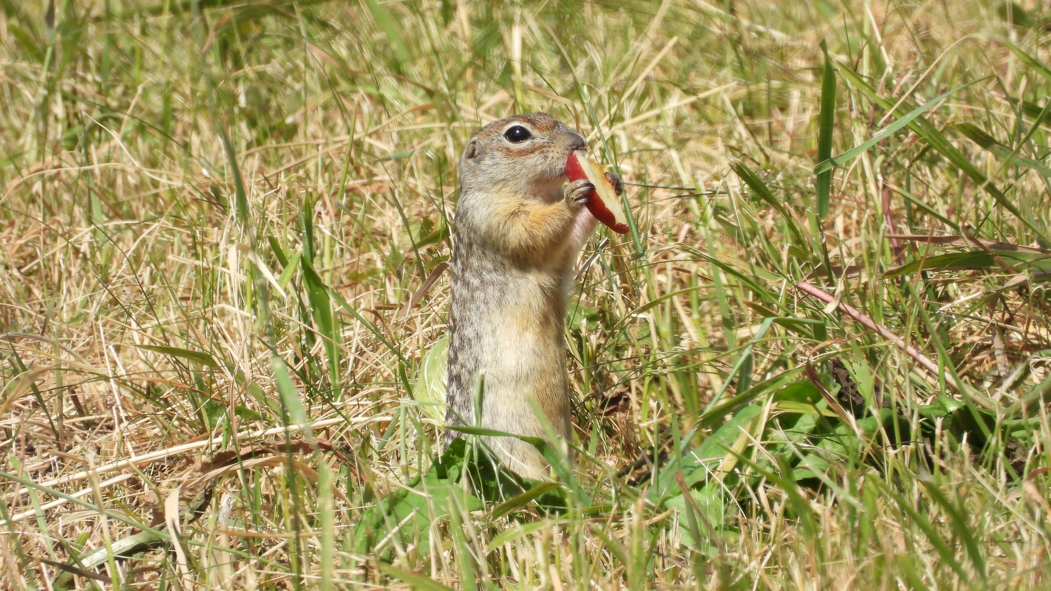 Spotted Sousliks Return to Kasova Hora: UAnimals Helps Build Adaptation Enclosures
