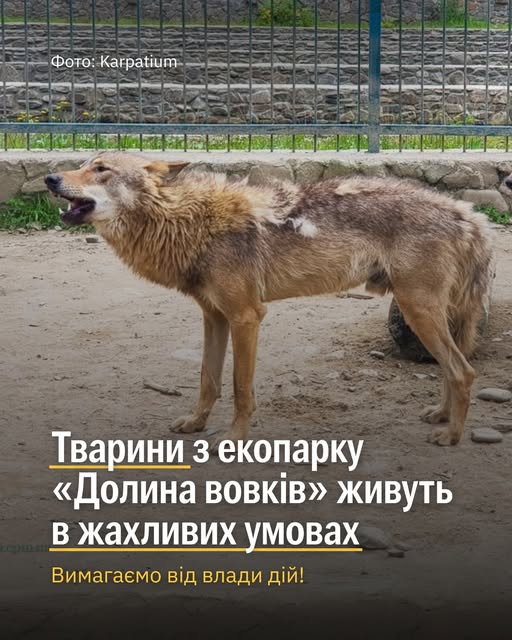 Тварини в екопарку «Долина вовків» роками живуть в жахливих умовах! 😡